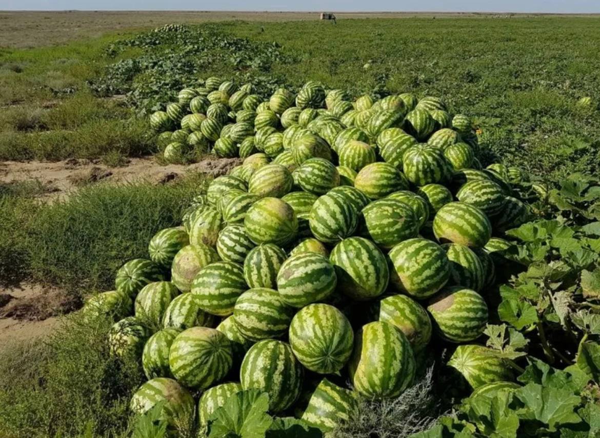 Хранение плодов бахчевых культур непосредственно на земле. Арбузная бахча Астрахань. Бахча с арбузами в Астрахани. Астрахань бахча арбузов. Бахча Арбузная в Волгограде.